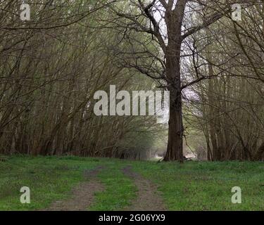 Un vecchio albero nel bosco accanto ad una strada forestale Foto Stock