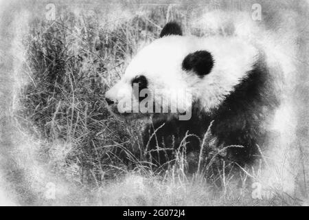 Bell'orso da panda riproduttore che gioca in un disegno di albero bianco e nero Foto Stock