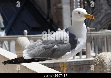 Möwe auf der balustrade des Markusdomes a Venedig, Foto Stock