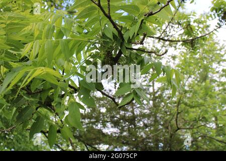 Frutti verdi che iniziano a formarsi su un albero di Noce Nero Foto Stock