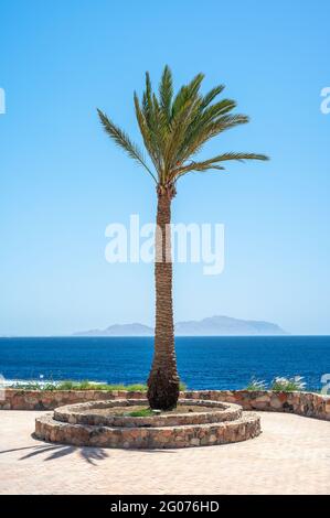 alto palmo sullo sfondo del mare e del cielo. viaggio sfondo estivo. immagine verticale Foto Stock