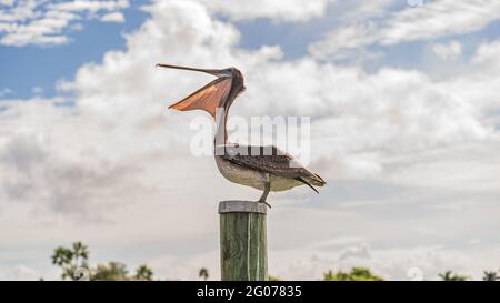 Un Pelican marrone inizia a gridare mentre si siede in cima di un palo di legno Foto Stock