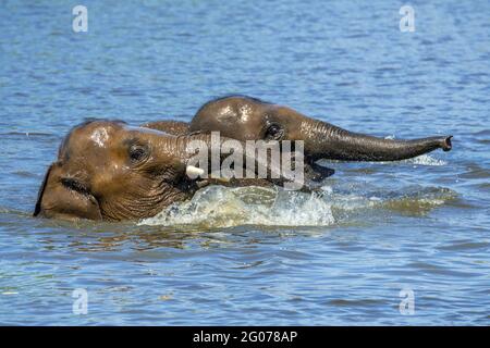 Due giovani elefanti asiatici / elefante asiatico (Elephas maximus) giovani che si divertono a fare il bagno e a giocare in acqua di fiume Foto Stock