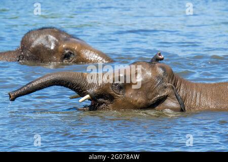 Due giovani elefanti asiatici / elefante asiatico (Elephas maximus) giovani che si divertono a fare il bagno e a giocare in acqua di fiume Foto Stock