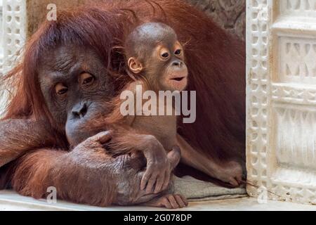 Sumatran orangutan / orang-utan (Pongo abelii) femmina che tiene sei mesi bambino in zoo, nativo dell'isola indonesiana di Sumatra Foto Stock