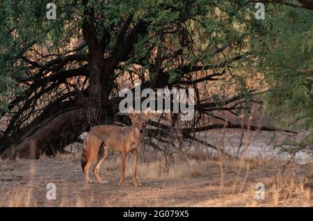 Una coyote urbana si ferma lungo un lavaggio all'interno della città, il deserto di sonora, Tucson, Arizona, Stati Uniti. Foto Stock