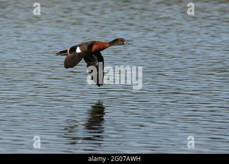 Castagno Teal (Anas castanea) maschio adulto in volo sull'acqua nuovo Galles del Sud, Australia Gennaio Foto Stock