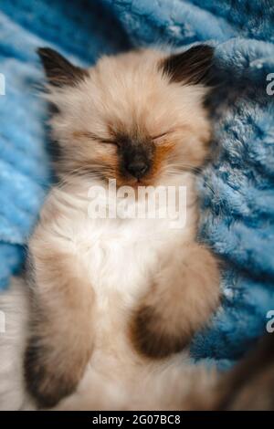 Primo piano di un gattino angora birmano che dorme su una coperta di cotone blu Foto Stock