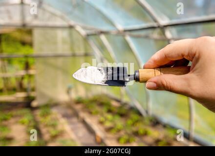 Utilizzando bicarbonato di sodio, bicarbonato di sodio in casa giardino e campo agricolo concetto. Fuoco selettivo sulla mano che tiene la cazzuola di giardinaggio della persona. Foto Stock