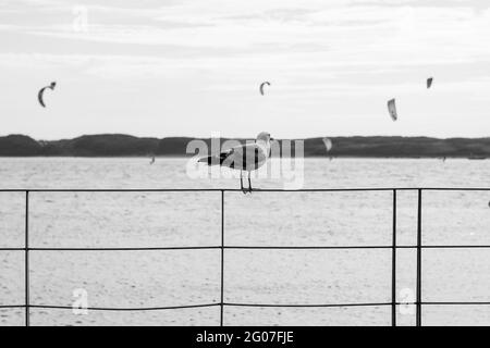 Immagine in scala di grigi di un gabbiano triste e solitario che guarda altri uccelli in volo sopra il mare Foto Stock