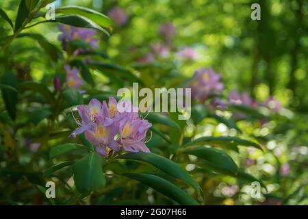 Rhododendron ponticum, arbusto sempreverde con fiori di porpora fresca, cresce all'ombra degli alberi. Foto Stock