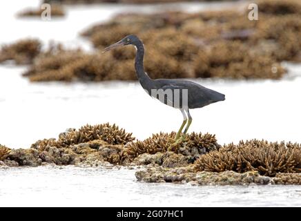 Eastern Reef-egret (Egretta sacra sacra), adulto di fase scura sulla barriera corallina Lady Eliot Island, Queensland, Australia Febbraio Foto Stock