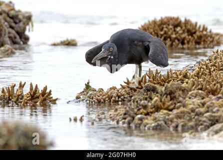 Eastern Reef-egret (Egretta sacra sacra), una preda di stalking adulta in fase oscura sulla barriera corallina Lady Eliot Island, Queensland, Australia Febbraio Foto Stock