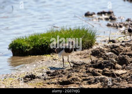 Un uccello lapwing sulla riva di un lago Foto Stock
