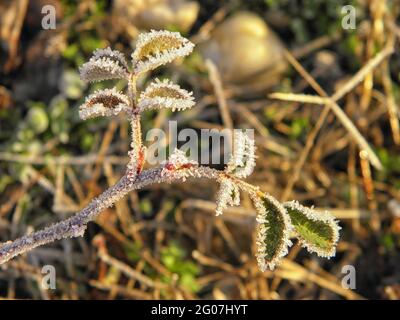 Piante gelate al mattino presto. Aria fresca invernale. Stagione fredda. Primo gelo. Tempo invernale Foto Stock