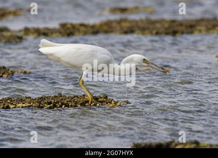 Eastern Reef-egret (Egretta sacra sacra), adulto di fase bianca con preda sulla barriera corallina Lady Eliot Island, Queensland, Australia Febbraio Foto Stock