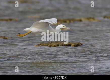 Eastern Reef-egret (Egretta sacra sacra), adulto di fase bianca in volo sulla barriera corallina Lady Eliot Island, Queensland, Australia Febbraio Foto Stock