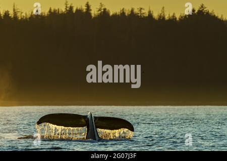 Megattere (Megaptera novaaaaeangliae) alzando la sua coda-fluke prima di andare per un'immersione più profonda, in un bellissimo tardo pomeriggio, Malcolm Island, vicino t Foto Stock