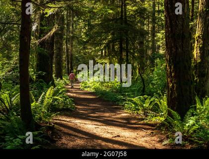 Donna anziana con maglione rosa, camminando lungo un sentiero forestale, con spazzola verde, abeti e alberi di hemlock, sole e ombra sul percorso. Foresta canadese. Foto Stock