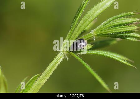 Piccolo bug nero di Legnotus limbosus. Famiglia Burrower Bugs (Cydnidae). Sugli escursionisti (Galium aparine) in un giardino olandese. Primavera, maggio, Paesi Bassi. Foto Stock