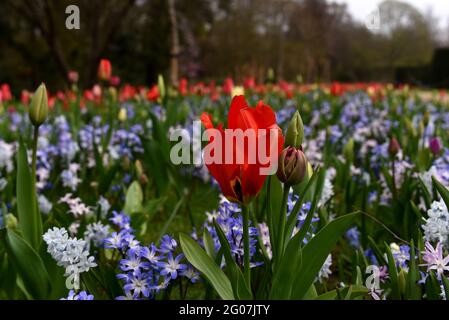 Un solo tulipano si distingue chiaramente in un letto di fiori in un giorno limpido in primavera Foto Stock