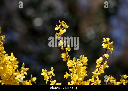 Forsizia gialla brillante in un giorno di primavera in Surrey Foto Stock