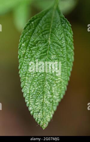 Fuoco selettivo di una foglia verde Foto Stock