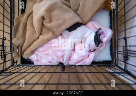 Adorabile cucciolo di Boston Terrier, sdraiato su una coperta rosa che dorme. È sicura in una penna di cassa. Vista dall'alto verso il basso. Foto Stock