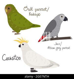 Set di pappagallo - cockatoo, gufo pappagallo kakapo , jaco african Grey , in stile cartoon su sfondo bianco. Illustrazione vettoriale disegnata a mano. Illustrazione Vettoriale