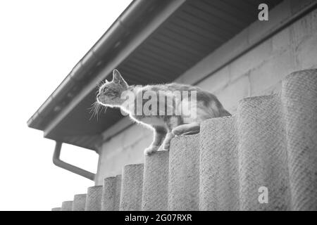 Il gatto è pronto a saltare dalla recinzione rurale al tetto. Foto Stock