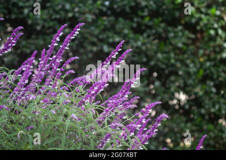 Salvia leucatha in giardino Foto Stock