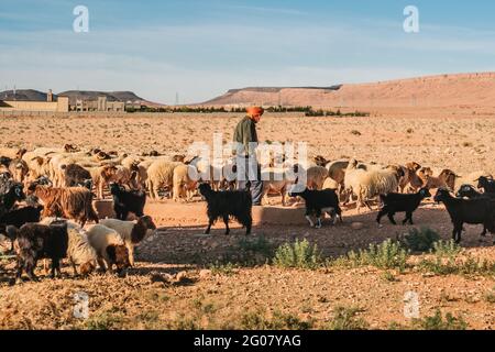 Uomo casual con panno arancione in testa tra branco di pecora bianca e nera in serata di sole in Marocco Foto Stock