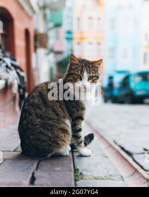 Gatto tabby carino seduto sul pavimento shabby su sfondo sfocato Della strada della città in Turchia Foto Stock