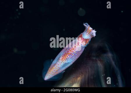 Calamari volanti al neon con corpo trasparente e braccia tra l'ambiente naturale subacqueo su sfondo nero Foto Stock