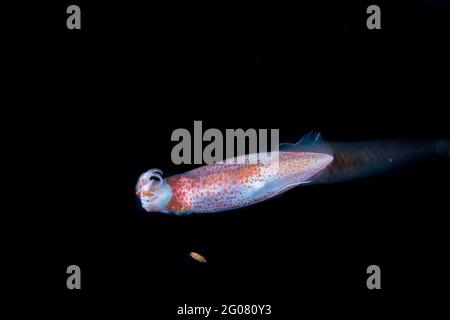 Calamari volanti al neon con corpo trasparente e braccia tra l'ambiente naturale subacqueo su sfondo nero Foto Stock