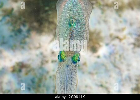 Dall'alto piccolo calamaro con la pelle traslucida macchiata che nuotano sopra fondo marino in acqua pulita Foto Stock