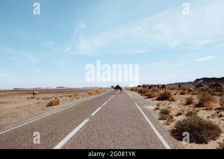 Cammelli in piedi vicino asfalto strada mangiare erba secca nel deserto sabbioso contro cielo nuvoloso vicino a Marrakech, Marocco Foto Stock