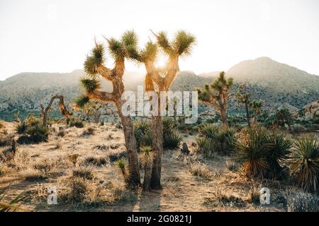 Paesaggio di palme di yucca in crescita su terra asciutta di Deserto tropicale con montagne al tramonto in Joshua Tree Parco nazionale Foto Stock