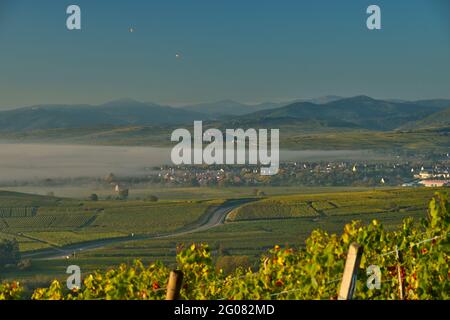 FRANCIA, ALTO RENO (68), ALSAZIA STRADA DEL VINO PAESAGGIO IN AUTUNNO CON ZELLENBERG VILLAGGIO DIETRO LA NEBBIA E SULLO SFONDO I VOSGI E LE GRAND BA Foto Stock