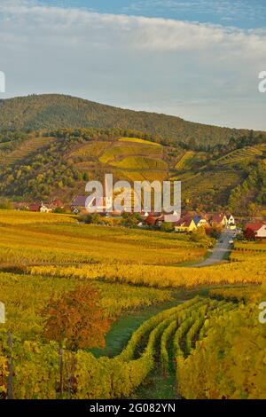 FRANCIA, HAUT-RHIN (68), VIGNETI E VILLAGGIO NIEDERMORSCHWIHR IN AUTUNNO E SULLO SFONDO IL VIGNETO GRAND CRU SOMMERBERG Foto Stock