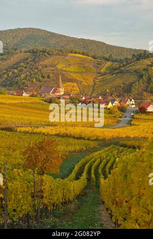 FRANCIA, HAUT-RHIN (68), VIGNETI E VILLAGGIO NIEDERMORSCHWIHR IN AUTUNNO E SULLO SFONDO IL VIGNETO GRAND CRU SOMMERBERG Foto Stock