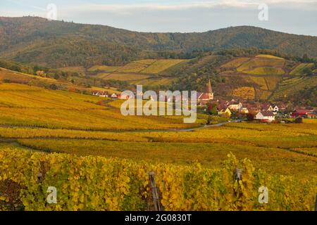 FRANCIA, HAUT-RHIN (68), VIGNETI E VILLAGGIO NIEDERMORSCHWIHR IN AUTUNNO E SULLO SFONDO IL VIGNETO GRAND CRU SOMMERBERG Foto Stock