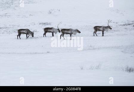 Branco di meravigliose renne che camminano su terreno innevato a freddo Giornata invernale in Islanda Foto Stock