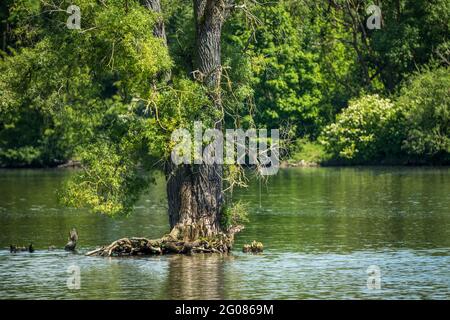 Incantevole natura del paesaggio del Danubio, germania, baviera, Danubio, riserva naturale Foto Stock