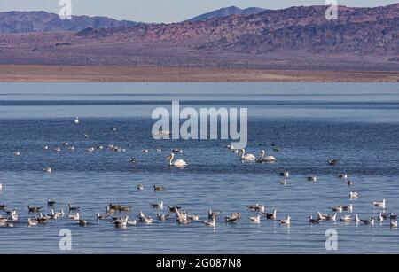 USA, CA, Mare di Salton - 28 dicembre 2012: Gabbiani, pellicani bianchi e altri uccelli galleggiano su acque blu profonde con catena montuosa marrone all'orizzonte inferiore Foto Stock