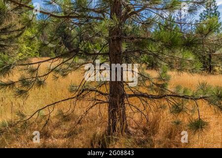 Ponderosa Pine cresce nella località di Ninemile CCC Camp dove tanti giovani lavoravano a progetti di conservazione, Ninemile Ranger Station, Lolo Nat Foto Stock