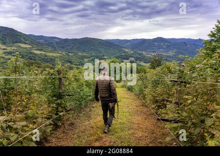 Hunter lentamente camminando attraverso i vigneti in montagna Foto Stock