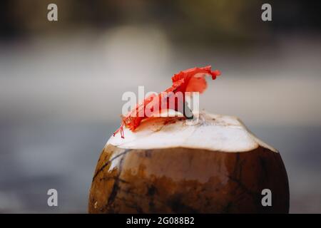 Cocco scuro con fiore rosso tropicale su sfondo sfocato Foto Stock