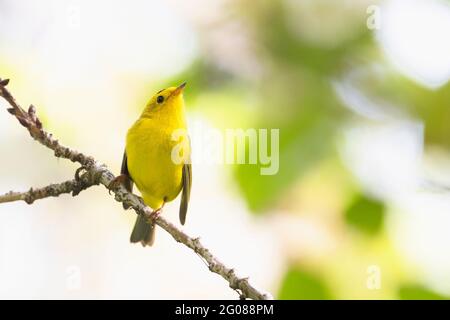 wilson's Warbler Bird a Vancouver BC Canada Foto Stock