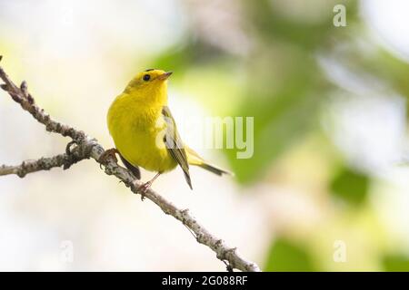 wilson's Warbler Bird a Vancouver BC Canada Foto Stock